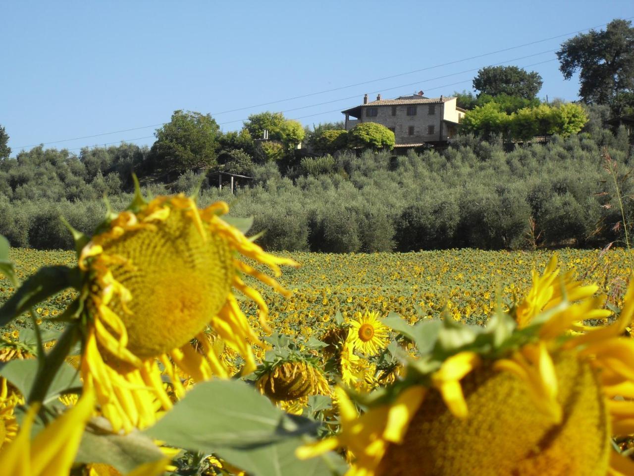 Agriturismo Oliveto Di Geltrude Contessa アメリア エクステリア 写真